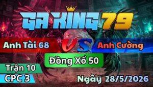 Trận 10 CPC3 Ngày 28/5/2026 - Gà Cú Đá Chân Quyết Định Gà Vàng Chết Lẹ